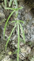 Pteris kidoi