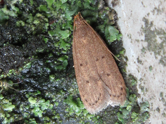 Brachmia modicella