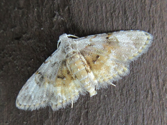 Araeopteron amoena