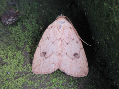 Anachrostis nigripunctalis