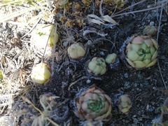 Sempervivum caucasicum