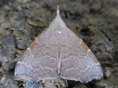 Ectogonia butleri