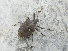 Dalpada cinctipes