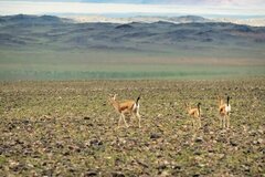 Gazella subgutturosa