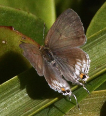 Hypolycaena