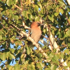 Garrulus glandarius brandtii