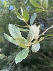 Salix