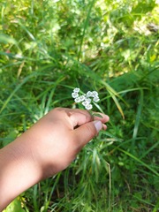 Achillea alpina