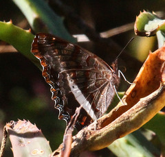 Eurytela hiarbas