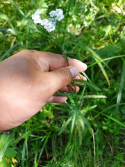 Achillea alpina