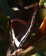Eurytela hiarbas