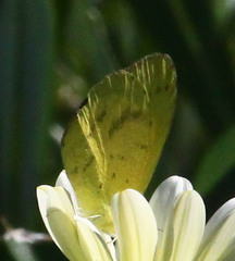 Eurema brigitta
