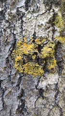Xanthoria parietina