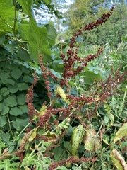 Rumex