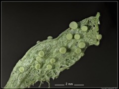 Ramalina ovalis