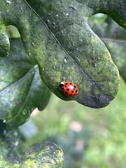 Harmonia axyridis