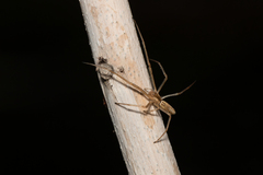 Tetragnatha demissa