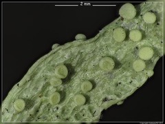 Ramalina ovalis