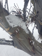 Eucalyptus pauciflora niphophila