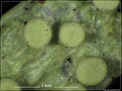 Ramalina ovalis