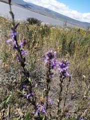 Asyneuma campanuloides