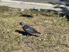 Corvus monedula