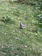 Columba palumbus