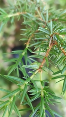 Oligotrophus juniperinus