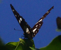 Graphium leonidas