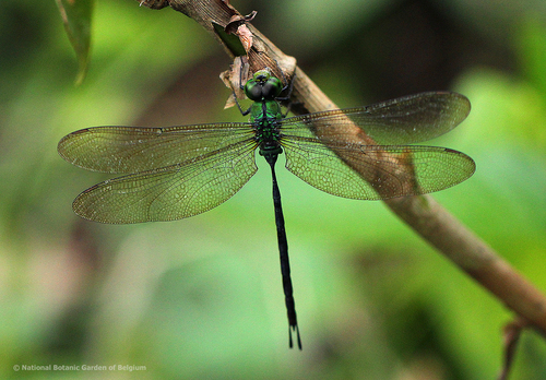 Black-kneed Duskhawker