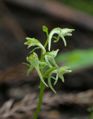 Platanthera ophrydioides