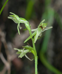 Platanthera ophrydioides