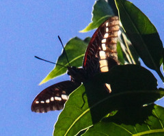 Charaxes brutus