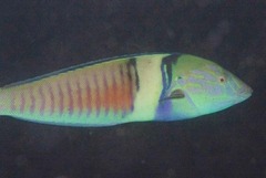 Hologymnosus doliatus