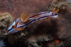 Hypselodoris regina