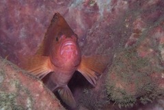 Cyprinocirrhites polyactis