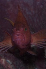 Cyprinocirrhites polyactis