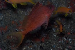 Cyprinocirrhites polyactis