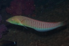 Hologymnosus doliatus