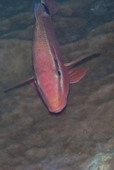 Parupeneus rubescens