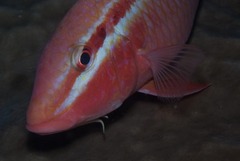 Parupeneus rubescens