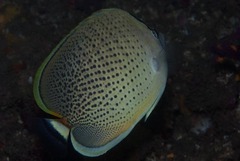Chaetodon guttatissimus
