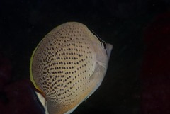 Chaetodon guttatissimus