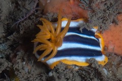 Chromodoris africana