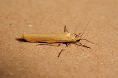 Eilema lutarella