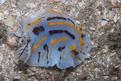 Halgerda dichromis