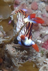 Nembrotha aurea