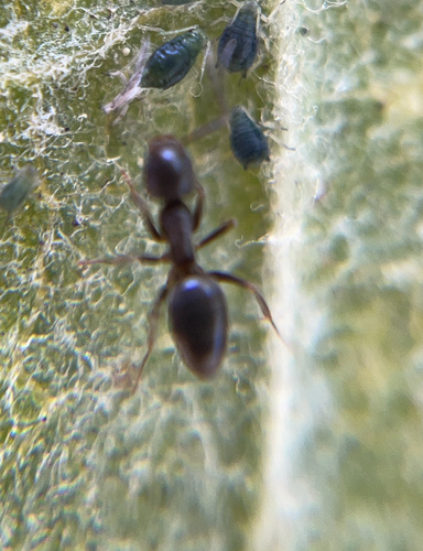 iNaturalist observation photo of Odorous House Ant