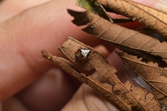 Verrucosa meridionalis