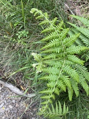 Pteridium aquilinum wightianum